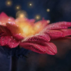 A dewy pink daisy at twilight.