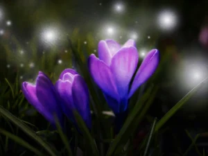 Violets glowing in rich purples and blues, blooming softly in nighttime grass.