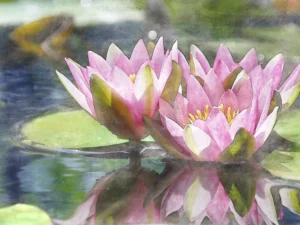 Macro water lilies enhanced with a textured overlay.