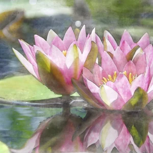 Macro water lilies enhanced with a textured overlay.