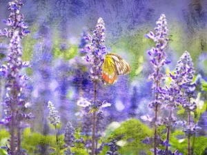 Butterfly in a field of wildflowers.