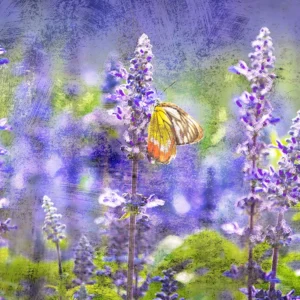 Butterfly in a field of wildflowers.