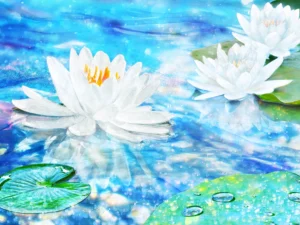 White water lilies floating in a blue pond, with shimmering light reflections.