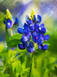 Beautiful and bold bluebonnet backed with thick artistic brush strokes. Striking bluebonnets take center stage, set against a backdrop of rich, expressive brushstrokes.