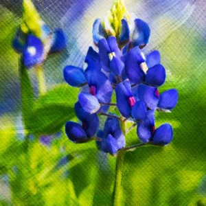 Beautiful and bold bluebonnet backed with thick artistic brush strokes. Striking bluebonnets take center stage, set against a backdrop of rich, expressive brushstrokes.