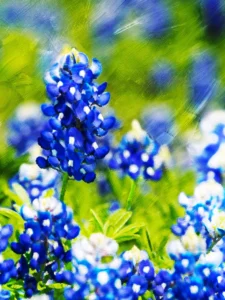 Striking bluebonnets take center stage, set against a backdrop of rich, expressive brushstrokes.