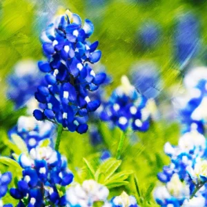 Striking bluebonnets take center stage, set against a backdrop of rich, expressive brushstrokes.
