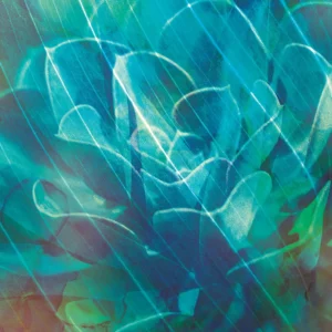 Succulent leaves in shades of turquoise and emerald unfold in layered textures, full of movement and depth.