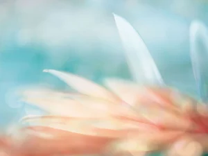 Soft petals in peach and blush tones over an aqua background.