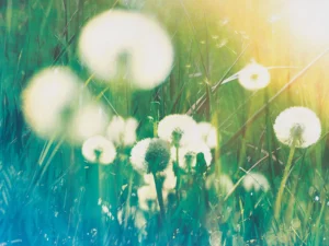 Glowing dandelions in a meadow, blending cool blues and warm yellows.