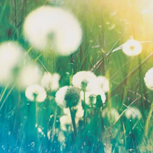Glowing dandelions in a meadow, blending cool blues and warm yellows.