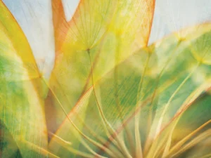 Abstract botanical captures the gentle light filtering through green, yellow, and orange leaves.