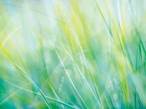 An abstract scene capturing the delicate sway of blades of grass in morning light.
