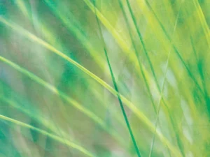 Soft, flowing lines of grass in shades of green and yellow.
