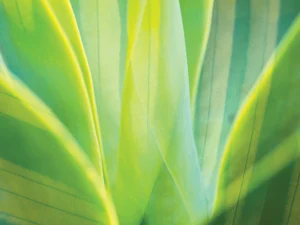 A vivid macro of layered green leaves in soft focus.
