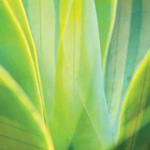 A vivid macro of layered green leaves in soft focus.