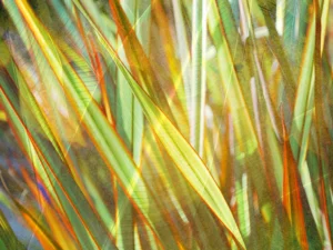 A vibrant, layered leaves and light.