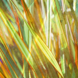 A vibrant, layered leaves and light.