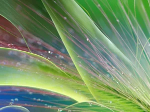 Macro botanical with early morning dew.
