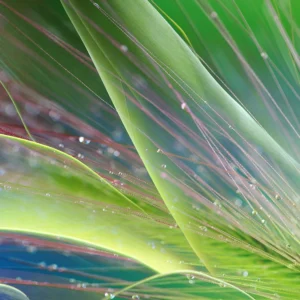 Macro botanical with early morning dew.