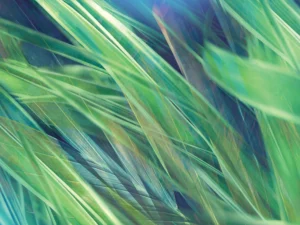 Natural elements meet abstraction in an immersive blur of green and blue grass blades.