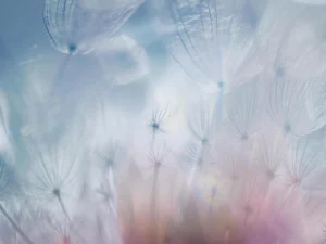 Gently blurred macro dandelions with pastel accents.