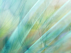 Gently blurred macro dandelions with soft green accents.
