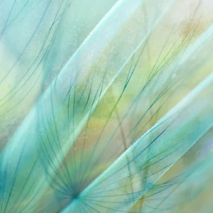 Gently blurred macro dandelions with soft green accents.