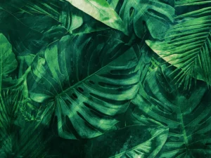 Lush, overlapping green leaves with rich texture and subtle lighting.