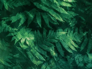 Lush, overlapping green leaves with rich texture and subtle lighting.