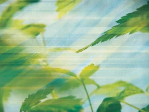 Layered green foliage against a soft blue sky with blurred streaks of light.
