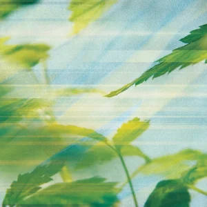 Layered green foliage against a soft blue sky with blurred streaks of light.