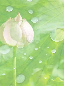 A tender lotus bud emerges amid fresh green leaves and glistening raindrops.