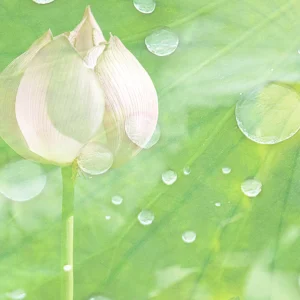A tender lotus bud emerges amid fresh green leaves and glistening raindrops.