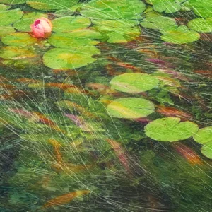 Koi fish swim beneath lily pads, sunlight streaking through rippling green water.