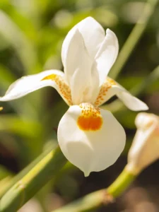 Delicate white orchid with orange markings basking in warm sunlight and greenery.