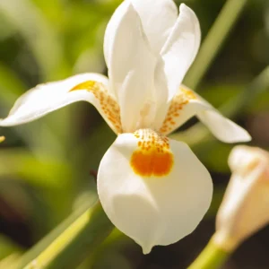 Delicate white orchid with orange markings basking in warm sunlight and greenery.
