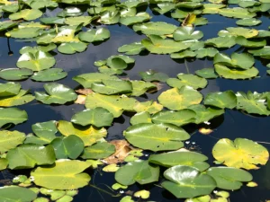 Bright green lily pads floating peacefully on reflective, sunlit pond surface.