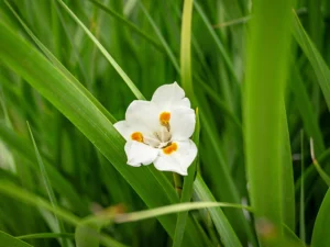 White flower with orange accents blooming among tall, vibrant green grass blades.