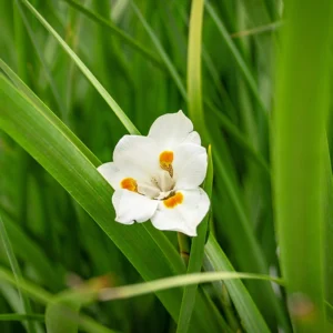 White flower with orange accents blooming among tall, vibrant green grass blades.