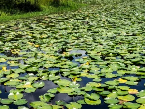 Expansive lily pad pond glowing with sunlight, reflections, and lush tranquility.
