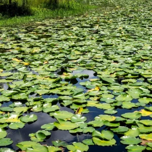 Expansive lily pad pond glowing with sunlight, reflections, and lush tranquility.