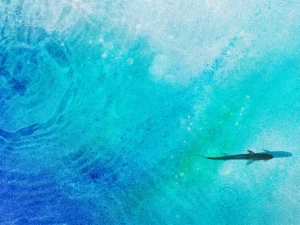 A lone shark swims through rippling turquoise water, leaving trails of color.