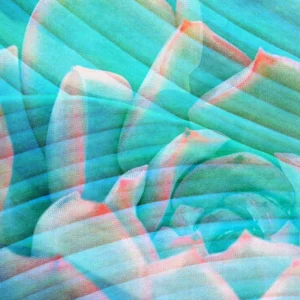 Macro succulent leaves in shades of turquoise and salmon pink beneath wavy movements lines.