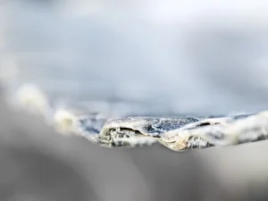 Delicate textures emerge in focus, revealing nature’s quiet artistry within the layers.