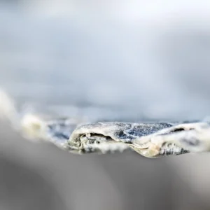 Delicate textures emerge in focus, revealing nature’s quiet artistry within the layers.
