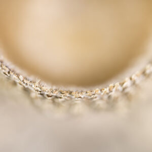 Soft fibers curve in golden light, revealing intricate textures through gentle macro focus