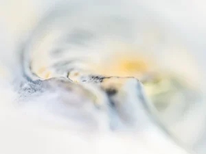 Light and shadow converge softly, unveiling delicate curves within translucent natural form.