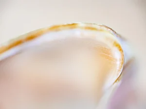 Soft curves glow with peach light, revealing delicate shell textures in focus.