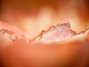 Aging leaf edges curl gently, glowing with warm amber and rose tones.